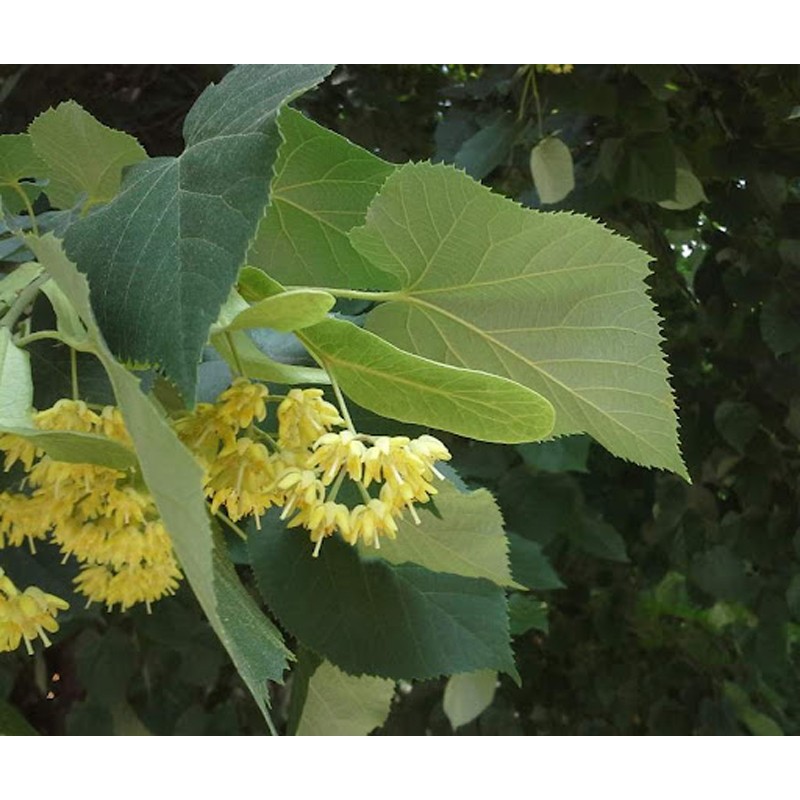Tei (Tilia cordata)