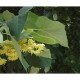 Tei (Tilia cordata)