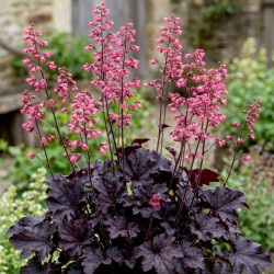 Heuchera ‘Timeless Night’