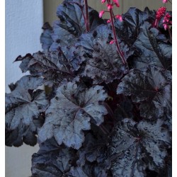 Heuchera ‘Timeless Night’
