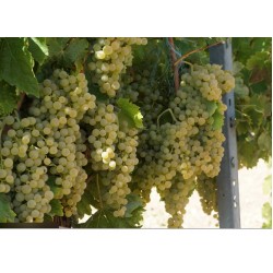 Vița de vie Trebbiano Toscano