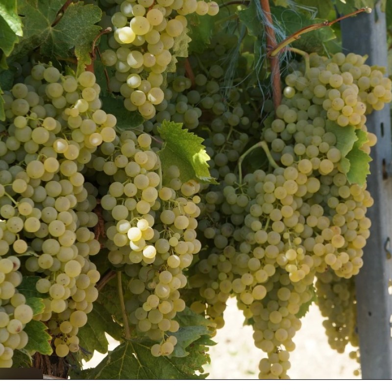 Vița de vie Trebbiano Toscano