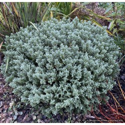Veronica sect. Hebe ‘Cobb Valley’