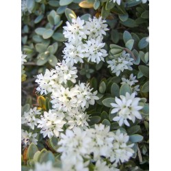 Veronica sect. Hebe ‘Cobb Valley’