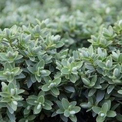 Veronica sect. Hebe ‘Cobb Valley’
