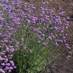 Verbena bonariensis ‘Vanity’