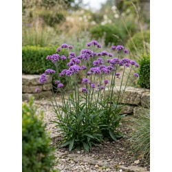 Verbena bonariensis ‘Vanity’