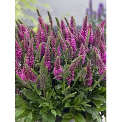 Veronica spicata 'Bubblegum Candles' – Veronica cu flori roz