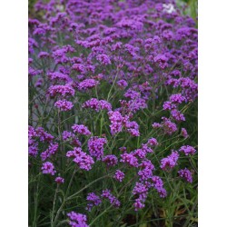 Verbena bonariensis ‘Lollipop’