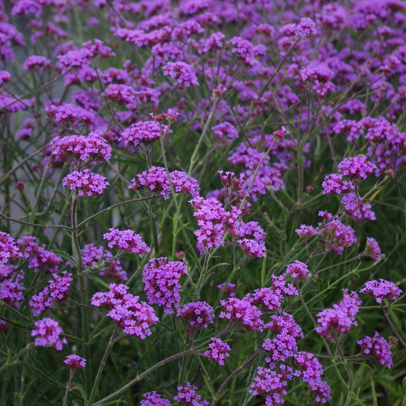 Verbena bonariensis ‘Lollipop’