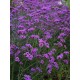 Verbena bonariensis ‘Lollipop’