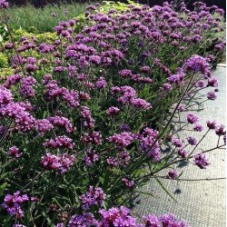 Verbena bonariensis ‘Lollipop’