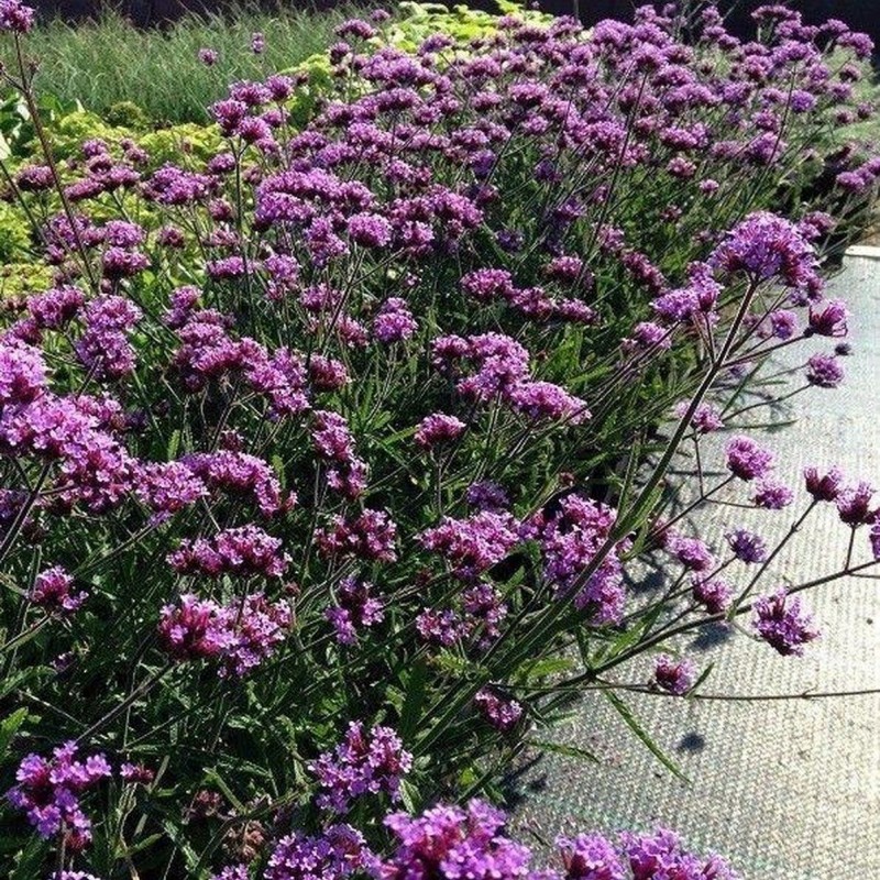 Verbena bonariensis ‘Lollipop’