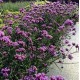 Verbena bonariensis ‘Lollipop’