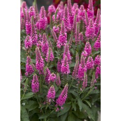 Veronica spicata 'Bubblegum Candles' – Veronica cu flori roz