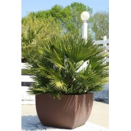 Chamaerops humilis ‘Compacta Vulcano’ - Palmier pitic