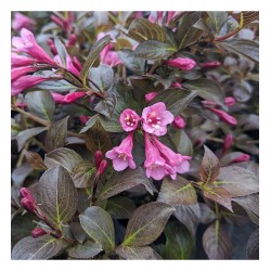 Weigela florida ‘Nana Purpurea’ 