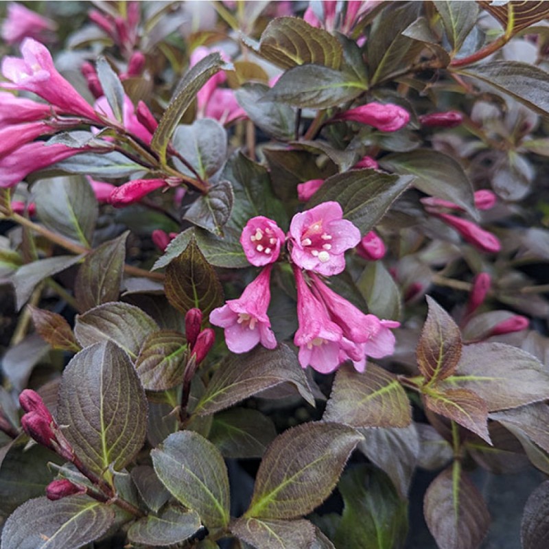Weigela florida ‘Nana Purpurea’ 