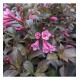 Weigela florida ‘Nana Purpurea’ 