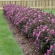 Weigela florida ‘Nana Purpurea’ 
