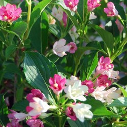Weigela „Marjorie”