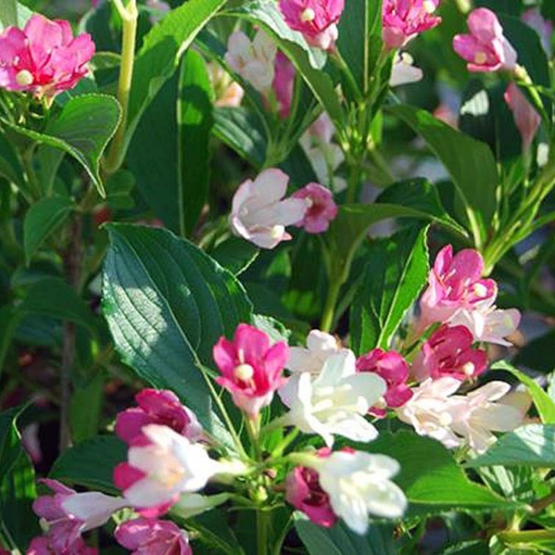 Weigela „Marjorie”