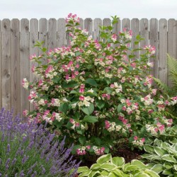 Weigela „Marjorie”