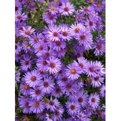 Symphyotrichum 'Wood's Purple' – Aster pitic mov
