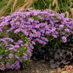 Symphyotrichum 'Wood's Purple' – Aster pitic mov
