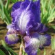 Iris x barbata 'Arctic Fancy'