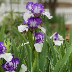 Iris x barbata 'Arctic Fancy'