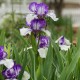 Iris x barbata 'Arctic Fancy'